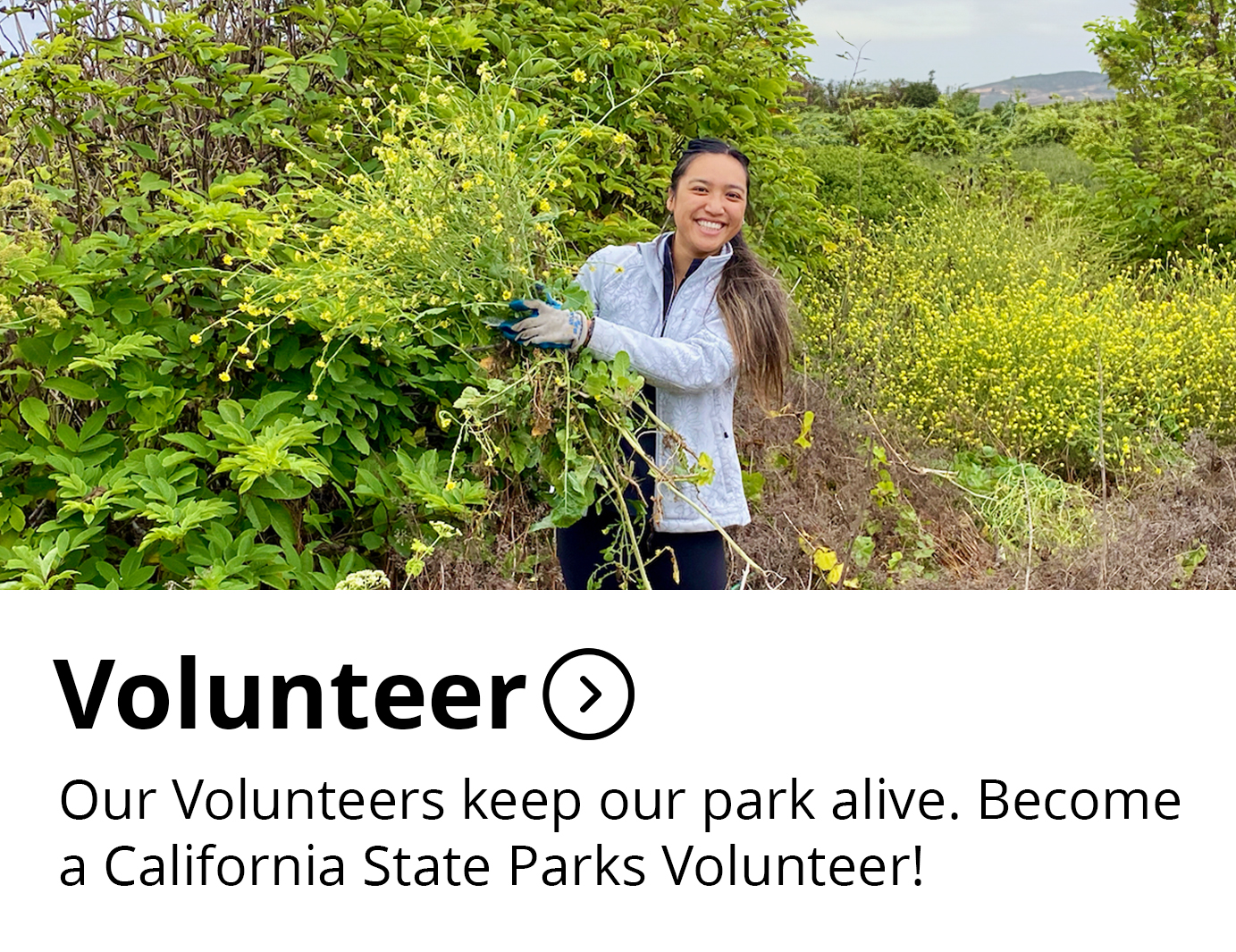 Volunteer Button